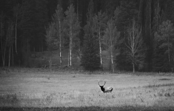 elk in a field banff national park